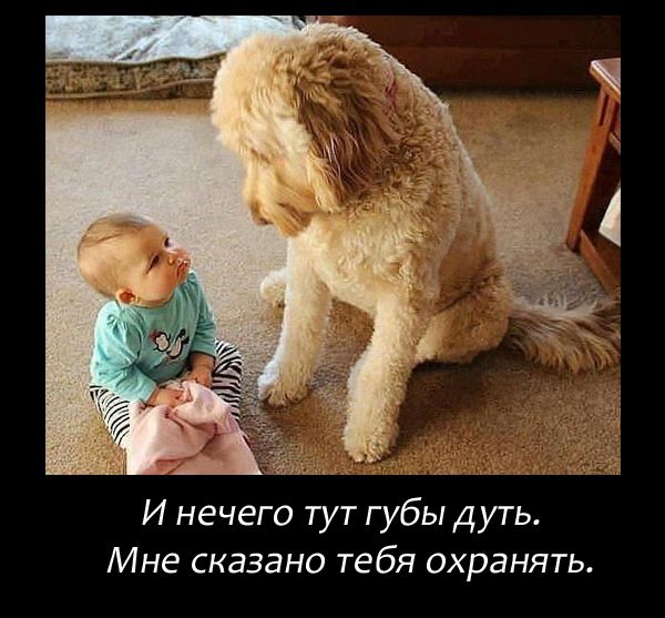 прикол, животные собаки