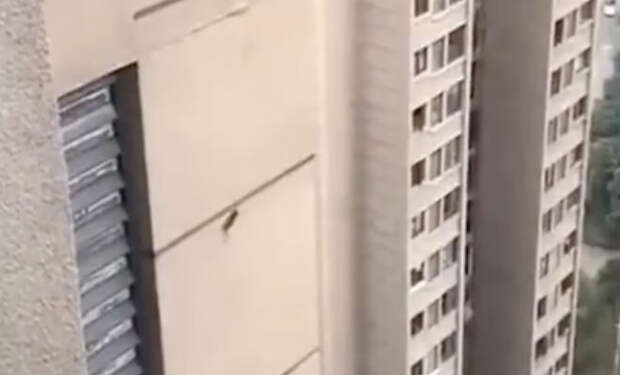 Китаец выглянул в окно и увидел, как по стене дома на 30-м этаже вверх поднимается крыса: видео
