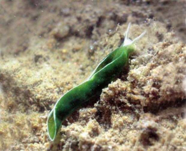 Морской слизень Elysia chlorotica (лат. Elysia chlorotica)