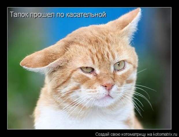 Лучшие котоматрицы недели (16 фото)