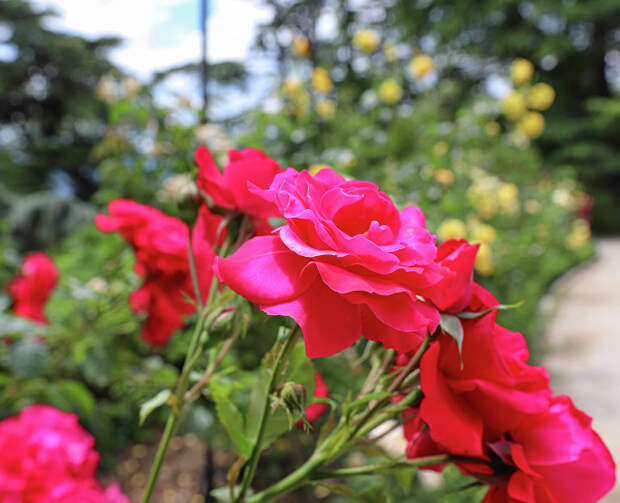 Прелесть волшебных цветов: фотопрогулка по розарию Никитского ботсада