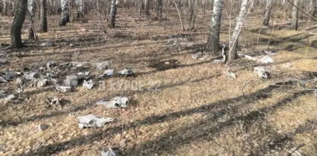 Барнаульцы пожаловались на черепа животных, разбросанные на окраине города