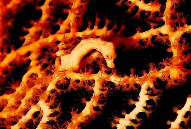 Микроконьки Hippocampus denise (лат. Hippocampus denise) (англ. Denise pygmy sea horse)