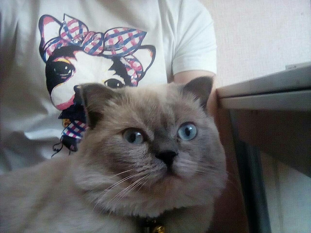 Котика любили, но недолго. Пока не постелили ковролин. ! Фото: Виктория, соцсети.