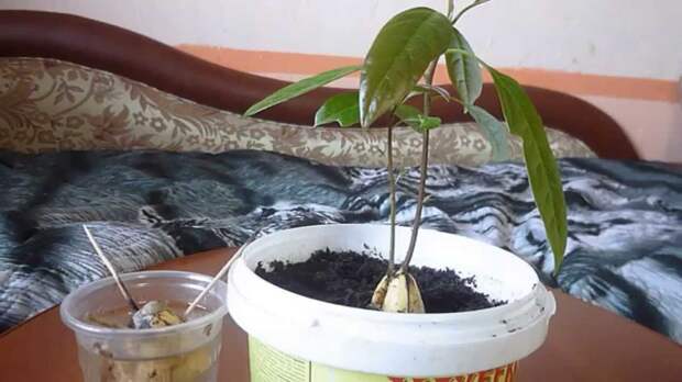 Картинки по запросу Как вырастить авокадо
