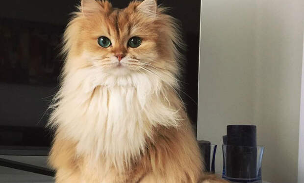 Самая фотогеничная кошка в мире