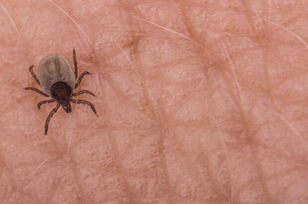 12 животных, чьи укусы могут иметь серьезные последствия для нашего здоровья