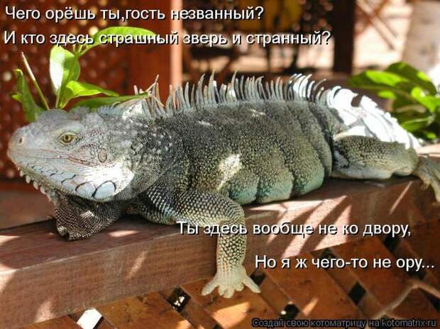 kotomatritsa_Pu (700x524, 81Kb)