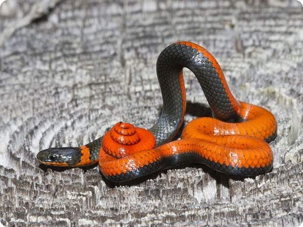 Точечная ошейниковая змея (лат. Diadophis punctatus)