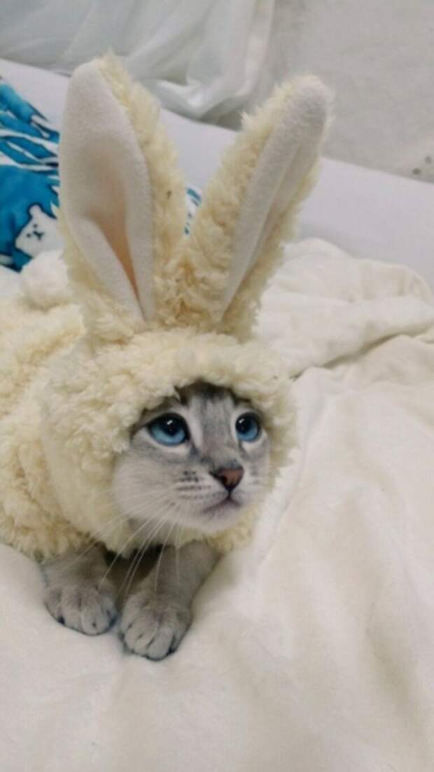 Субботний котопост коты, кошки, приколы с котами., смешные коты