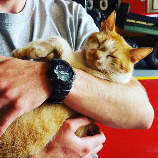 "Следователь по поджогам". Бродячая кошка обрела дом на пожарной станции