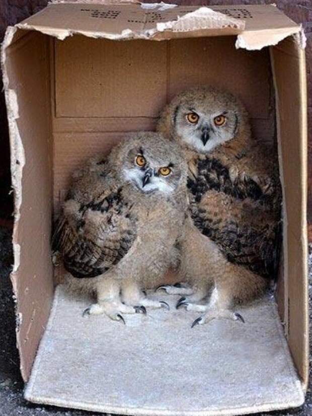 Животные парами в коробках