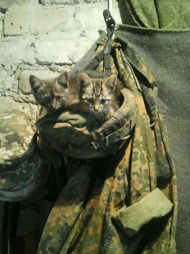 Сидели в блиндаже котята