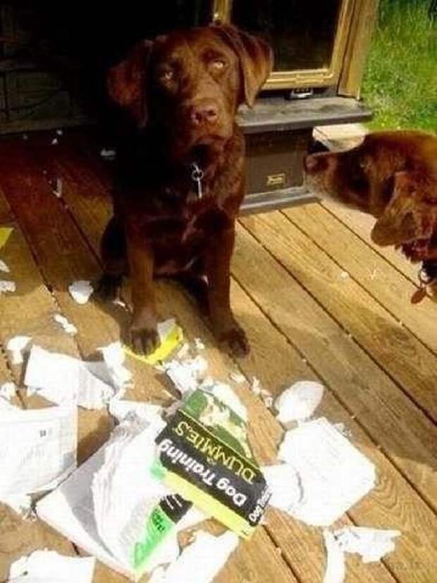 Приятно, когда вас ждут дома... 4