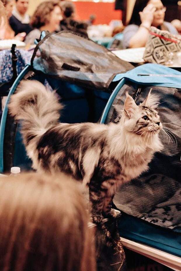 выставка кошек, National Norwegian Forest Cat Breed Club Show, национальная норвежская выставка кошек