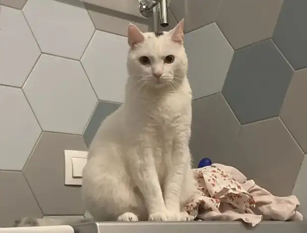 Питомцы, которые не знают границ когда, нравится, просто, смотрю, через, моюсь»«Это, просыпаюсь, достаточно, чтобы, занять, Иногда, стул»Когда, контролирует, питомцы, понятие, личных, границ, перестаёт, живут, огромны«Это