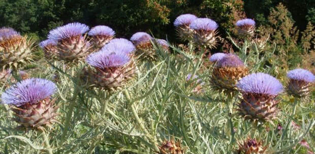 Как растут некоторые фрукты и овощи: необычные факты о привычных продуктах