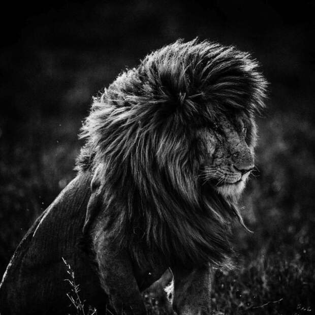 черно белые фотографии африканской дикой природы (11)