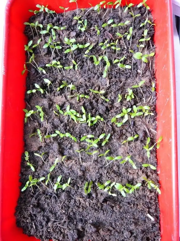 укорененные черенки тутовника. шелковица всходы. шелковица дерево семена. шелковица семена. шелковица всходы.