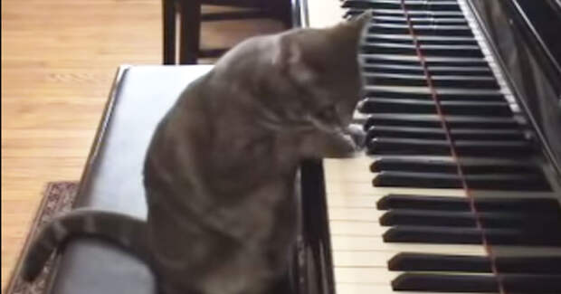 Картинки по запросу кот играет на пианино gif