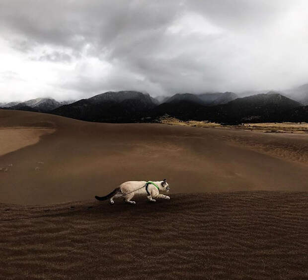 Кошачья походка по незнакомой местности. Instagram henrythecoloradodog.