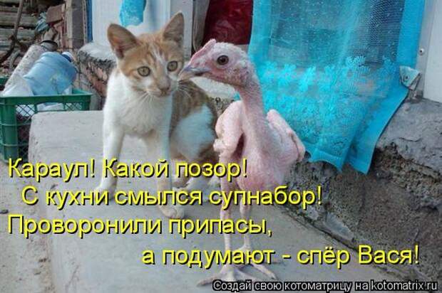 Лучшие котоматрицы недели (50 фото)