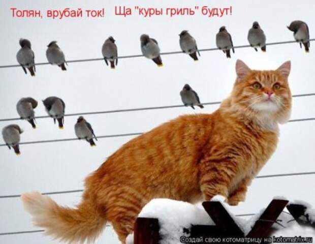 Смешная котоматрица