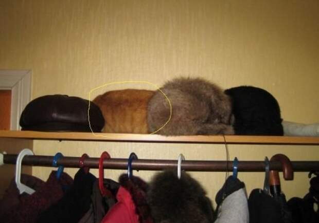 7. Коты - чемпионы мира по игре в прятки Любовь, животные, котизм, котики, коты
