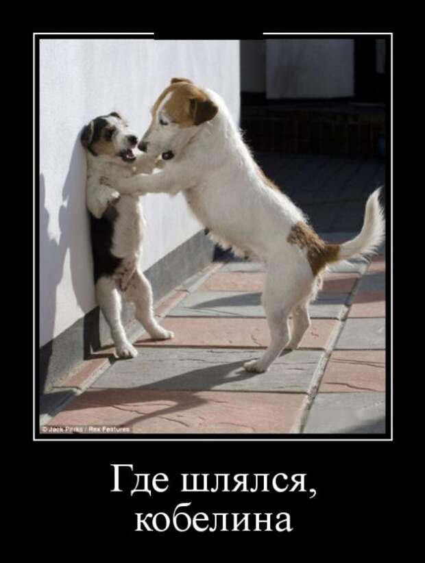 Демотиваторы (30 фото)