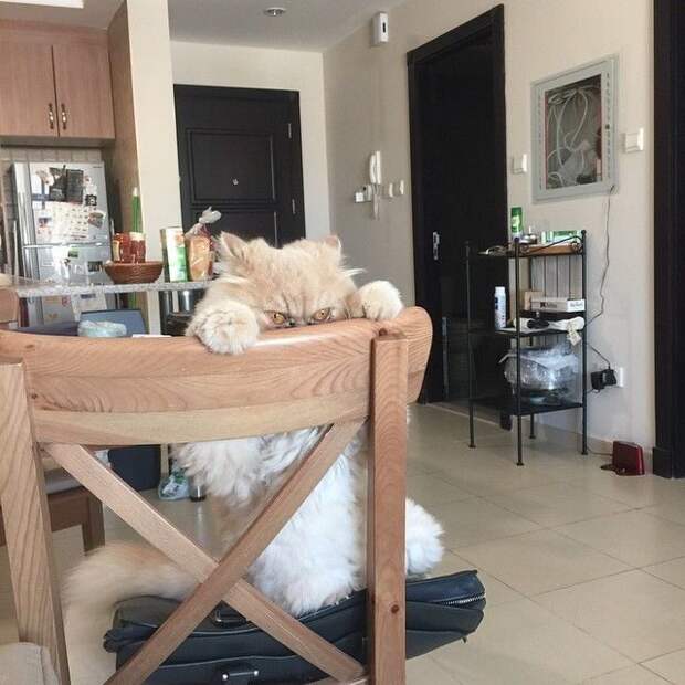 Пушистые засранцы