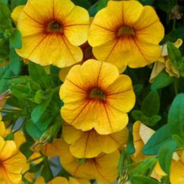 Петуния (Yellow petunias)