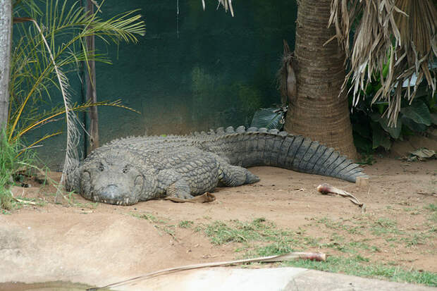 В Бангладеш столетний крокодил скончался от переедания