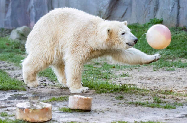 Белый медведь в зоопарке в Гельзенкирхене