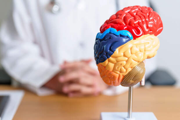 Биолог Москалев: разгрузочная диета для мозга способна замедлить его старение