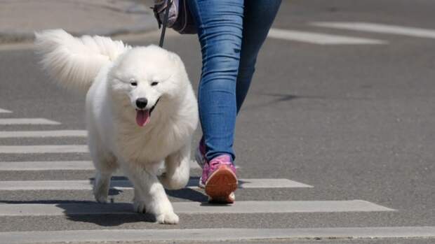 С 1 апреля в России вступит в силу ГОСТ на площадки для выгула собак