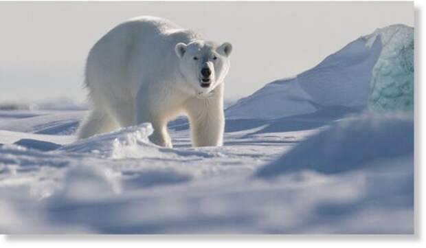 Белый медведь напал на кемпинг на арктических островах Шпицберген в Норвегии