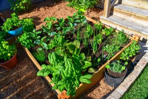 Роскошный сад на вашем участке: 15 универсальных приемов