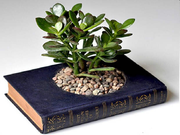 Даже старую книгу можно превратить в оригинальный кашпо для небольших растений. 
