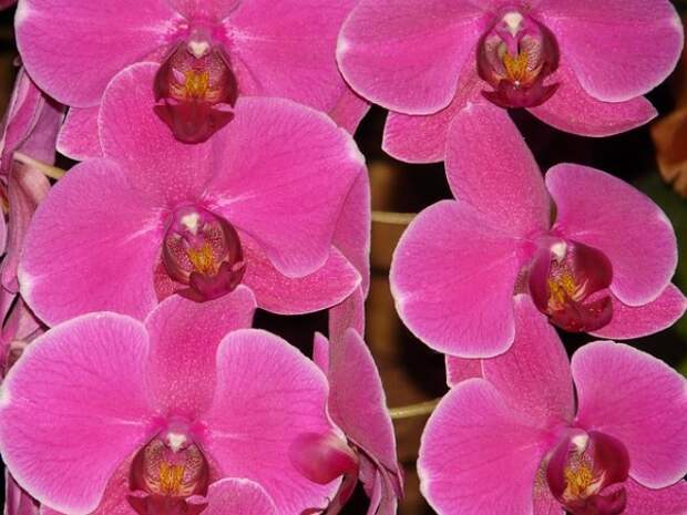 Розовая орхидея фаленопсис болезни