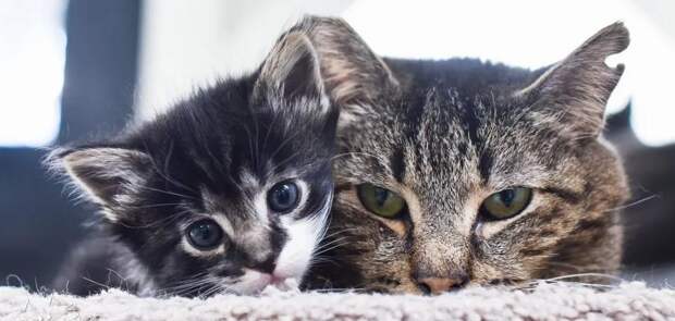 помощь котятам двое котят