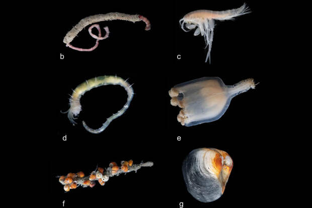 NatCom: в Гренландии нашли экосистему на глубине более 3,6 км