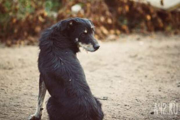 Фото: В мэрии прокомментировали ужесточение правил выгула собак в Кемерове 1