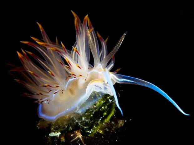 20 потрясающих примеров подводной фотографии