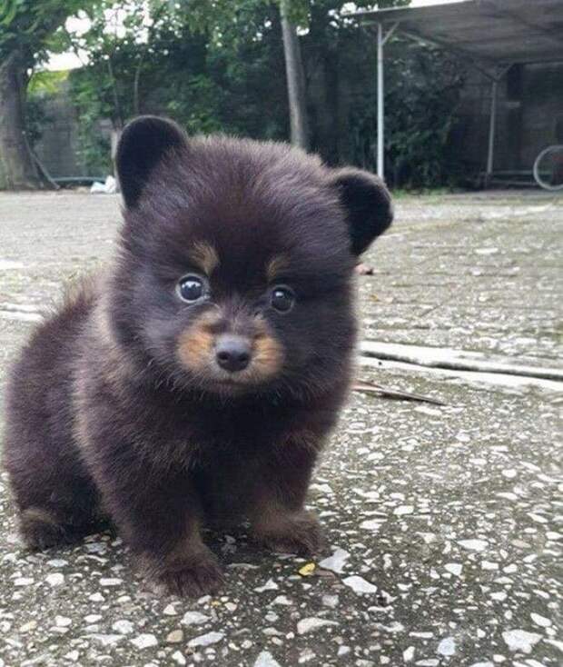 Looks Like The Woodland Critter Christmas Bear Looks Like The Woodland Critter Christmas Bear