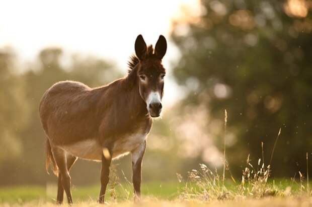 ДляПритчиПроОСЛА (550x367, 58Kb)