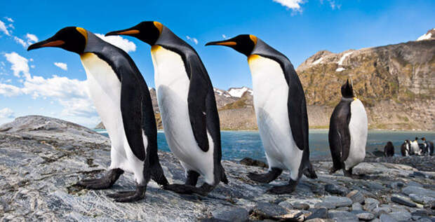 Фотография: Фото пингвинов от Ника Гарбутта №1 - BigPicture.ru