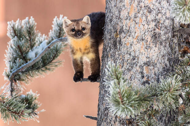 Куница на дереве