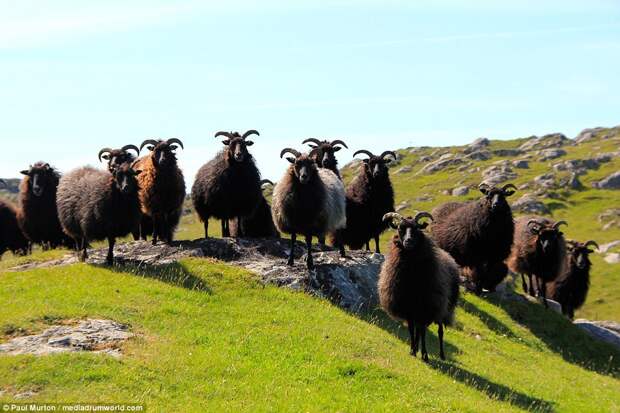 Гебридские овцы
