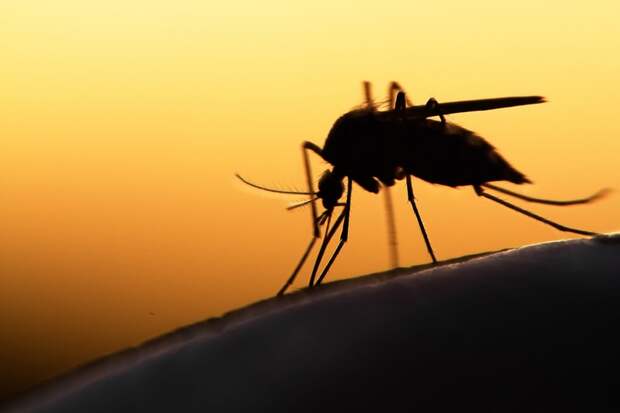 как избавится от комаров