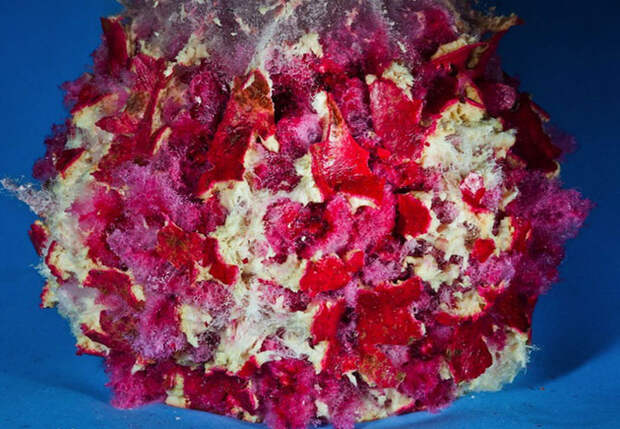 Взрывающиеся фрукты и овощи